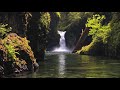 Peaceful Relaxing Instrumental Music, Calm Meditation Music "The Forest' by Tim Janis