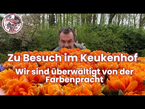Absolutely amazing! Overwhelming colors, tulips in bloom in Holland #camping #keukenhof
