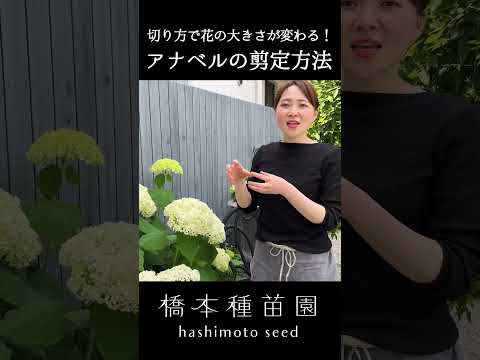 2月のアジサイの剪定