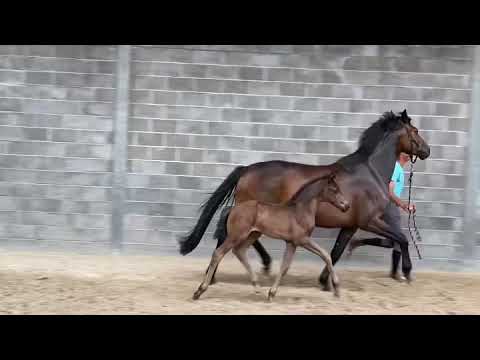 Vivaldos x Fürst Jazz