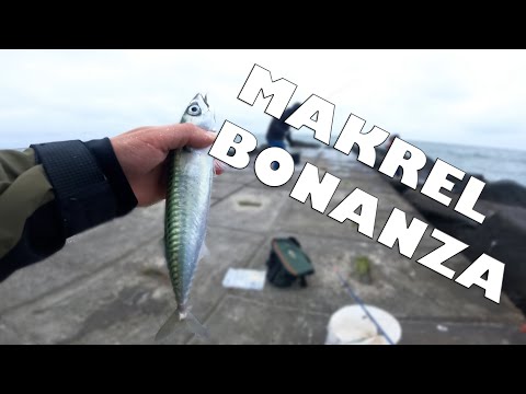 Makrel Bonanza ved Vesterhavet!