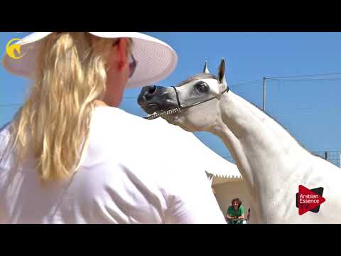 Menton 2017 - Junior Mares Championship