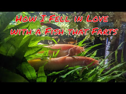 How I fell in love with a fish that farts - My talk at Fishtober Fest 2022