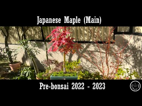 Japanese Maple Pre-bonsai (main) 2022 - 2023