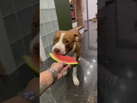 Собака ест арбуз!)