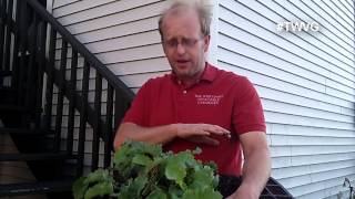 5 Ways to Remove Aphids from Plants - Quick Tip