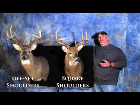 Different Deer Mount Poses