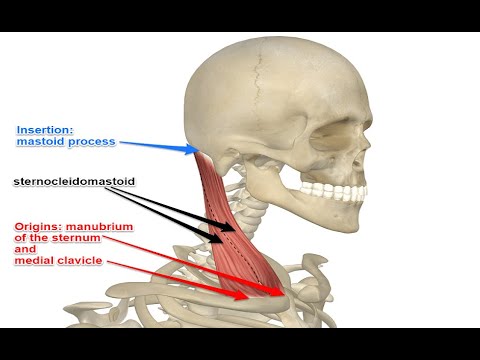 Two Minutes of Anatomy: Sternocleidomastoid (SCM) Muscle