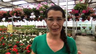 Impatiens Varieties and their care.