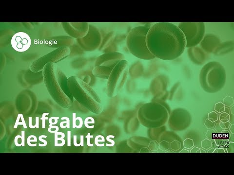 Die Aufgaben des Blutes im Körper – Biologie | Duden Learnattack