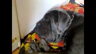 big neapolitan mastiff snoring and waking up