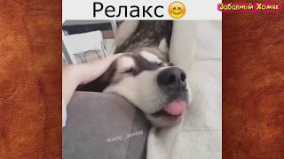 СМЕШНЫЕ ЖИВОТНЫЕ 2019 / ПРИКОЛЫ КОТЫ СОБАКИ, ЛУЧШИЕ ПРИКОЛЫ с Кошками и Собаками Funny Cats