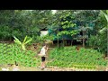 Build A Pond Bridge Buy Snails To Raise Grow Vegetables Cook Unique Dishes With CEO Trieu Tu