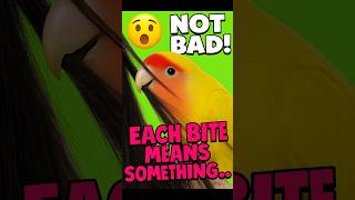 Download lagu Mengapa Burung Beo Menggigit 🐦 4 Makna Rahasia yang Harus Anda Ketahui! | #shorts #lovebirds mp3