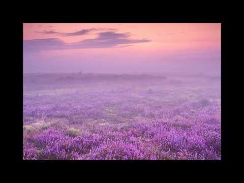 Lyngen er lilla - Lis Sørensen