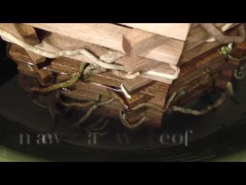 Vanda Maintenance: Watering, Training Unruly Roots, Cleaning Leaves