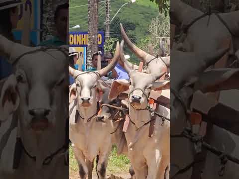 EM SAO JOAO DA MATA OS CARREIROS MOSTRAM SUA FORÇA  #boiadeiro #roça #tradição #carreiro #carrodeboi