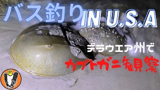 バス釣り In U.S.A カブトガニが産卵で岸に来てたので観察