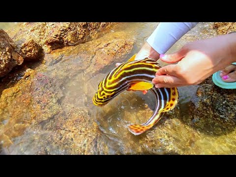 Full moon tide. Fishermen catch a lot of seafood on this day!