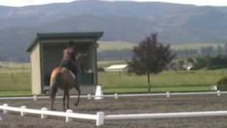 preview picture of video 'Tigger, Aug. 2009 horse show'
