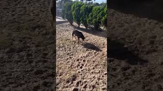 Video preview image #1 Doberman Pinscher-German Shepherd Dog Mix Puppy For Sale in Los Angeles, CA, USA
