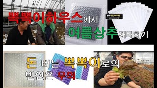 뽁뽁이하우스에서 여름상추재배하기, 돈버는 뽁뽁이로의 변신은 무죄