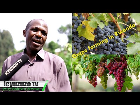 Ngororero/Sovu| Tumenye byinshi kugihingwa cy'umuzabibu. Guhinga #imizabibu ni nkoguhinga amafranga.