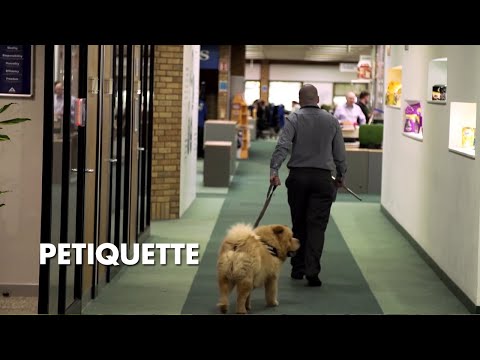 Britain's Giant Pet Food Factory "PETIQUETTE"