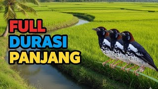 Download lagu Masteran Anis Kembang full Isian Tembakan Durasi Panjang Suara Mewah Gacor Ngeplong Teler mp3
