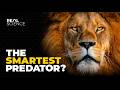 The Insane Biology of: The Lion DEFAULT Thumbnail