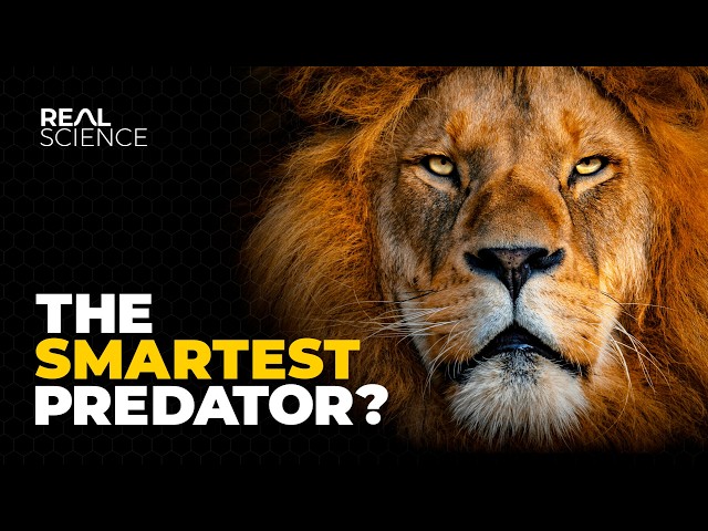 The Insane Biology of: The Lion SDDEFAULT Thumbnail