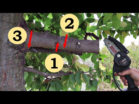 Pruning Tree Limbs Properly (Cordless Chainsaw)