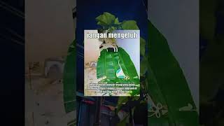 Download lagu Story Wa 30 Detik Kekinian || Story Wa Meme || Status Wa Viral Terbaru 2022   #shorts #storywa #meme mp3