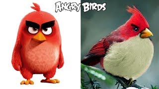 Angry Birds Characters In Real Life | All Characters |