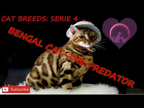Bengal Cat - The Predator