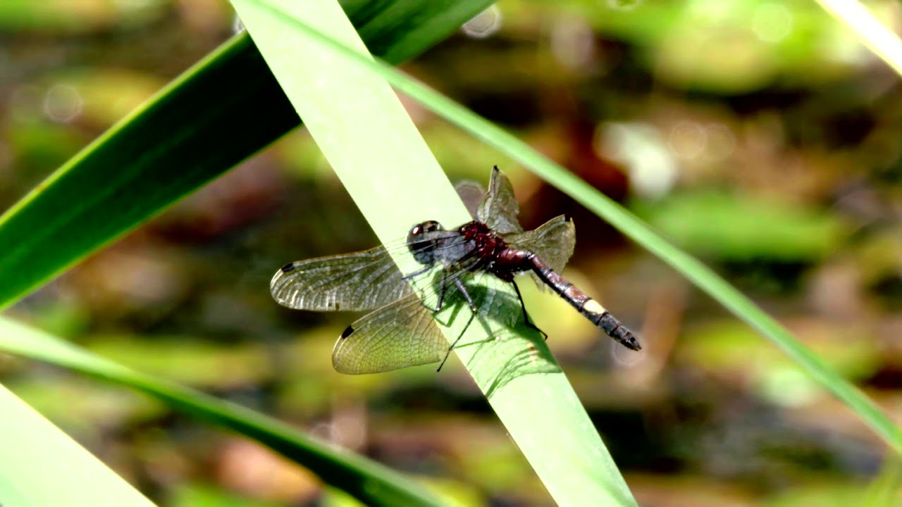 Serie Biosphère: Tourbières