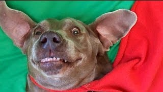 Weimeraner scared of own fart