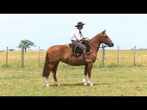 Lote 11 - Jogada Legal Liberal