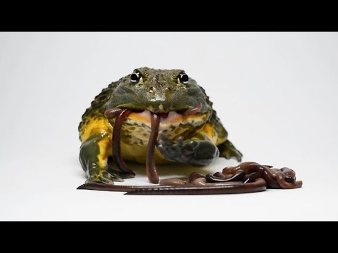 download lagu mp3 mp4 Fat Frog, download lagu Fat Frog gratis, unduh video klip Download Fat Frog Mp3 dan Mp4 Full Gratis