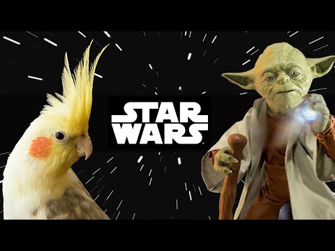 La Guerra de las Galaxias - Star Wars - Educa Tu Ninfa