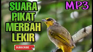 Download lagu Suara Pikat Merbah Lekir Padu mp3