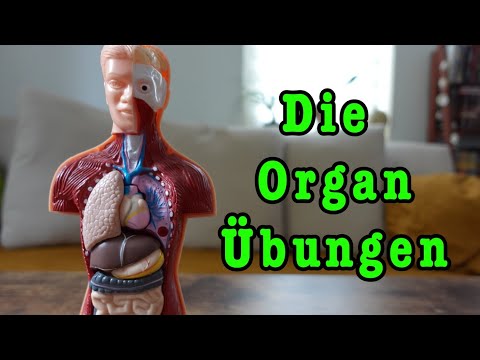Autogenes Training lernen - richtig anfangen mit den "Organübungen" - Autogenes Training Guide