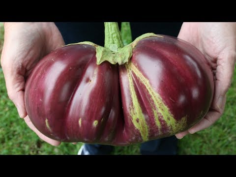Monster Aswad Eggplants and One Tip For Producing More Fall Eggplants.