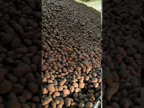 Картофель продовольственный