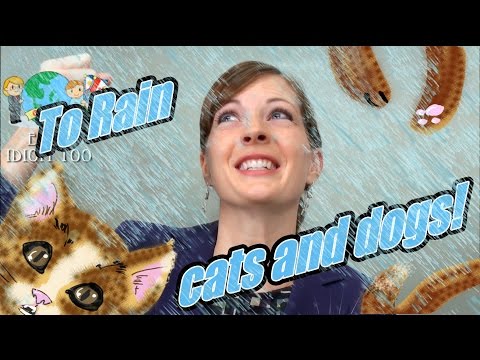 【Ecom Englisch】  Englisch lernen leicht gemacht  01/100: Rain cats and dogs