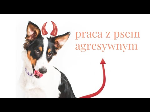 Aggressive dog - train this way to help him. Two ways to achieve the goal.