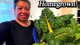 HUGE Harvest of Delicious Brassica Crops Now