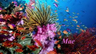 Percy Faith \u0026 his orchestra - Beyond the reef