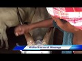 Khillari Horns Oil Massage Coconut Oil