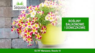 Rośliny balkonowe zioła trawy Warszawa Centrum Ogrodnicze Sequoia